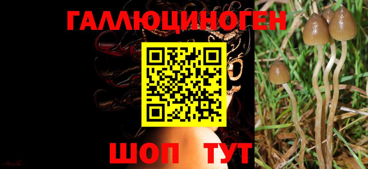 хочу наркоту  Вход с VPN  Чистополь  Псилоцибиновые грибы MAGIC MUSHROOMS 